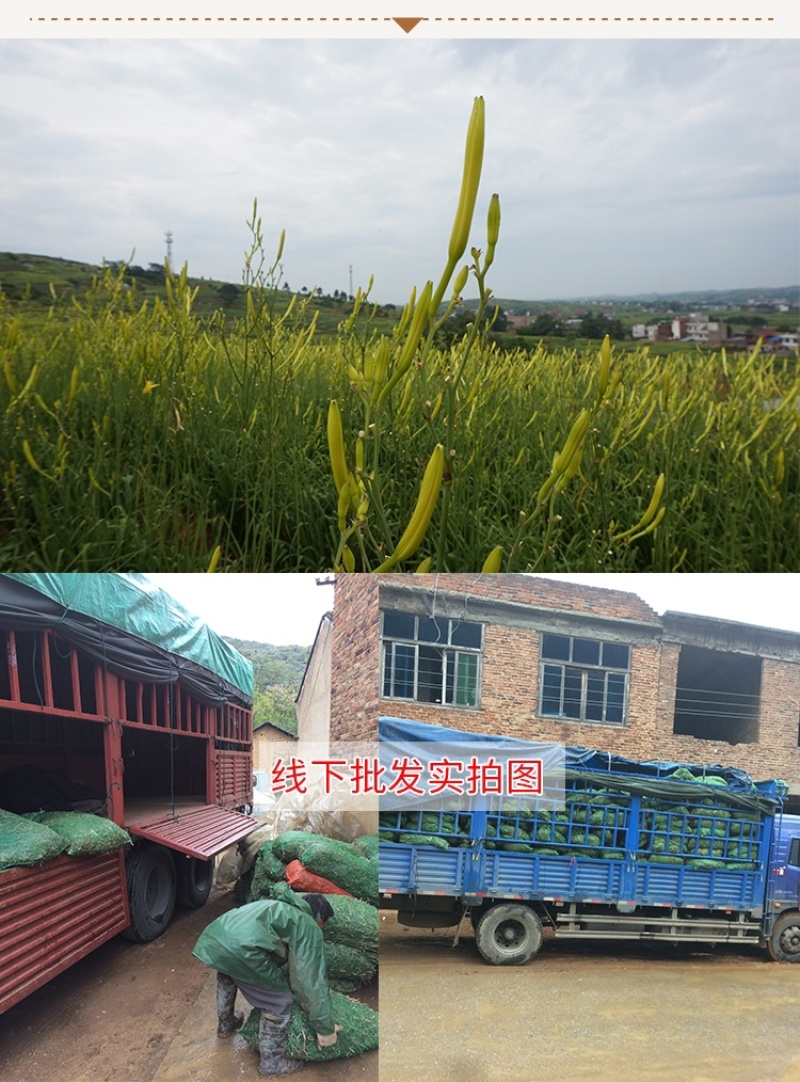 黄花菜种苗祁东黄花菜苗金针菜苗四季种植根大粗漓易成活
