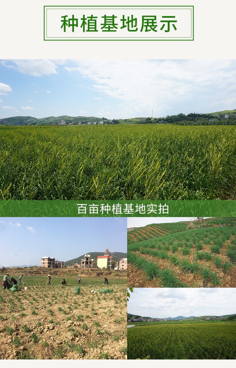 黄花菜种苗祁东黄花菜苗金针菜苗四季种植根大粗漓易成活