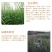 黄花菜种苗祁东黄花菜苗金针菜苗四季种植根大粗漓易成活
