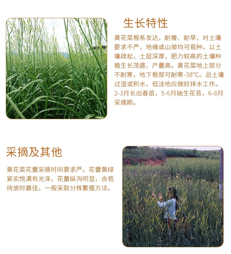 黄花菜种苗祁东黄花菜苗金针菜苗四季种植根大粗漓易成活