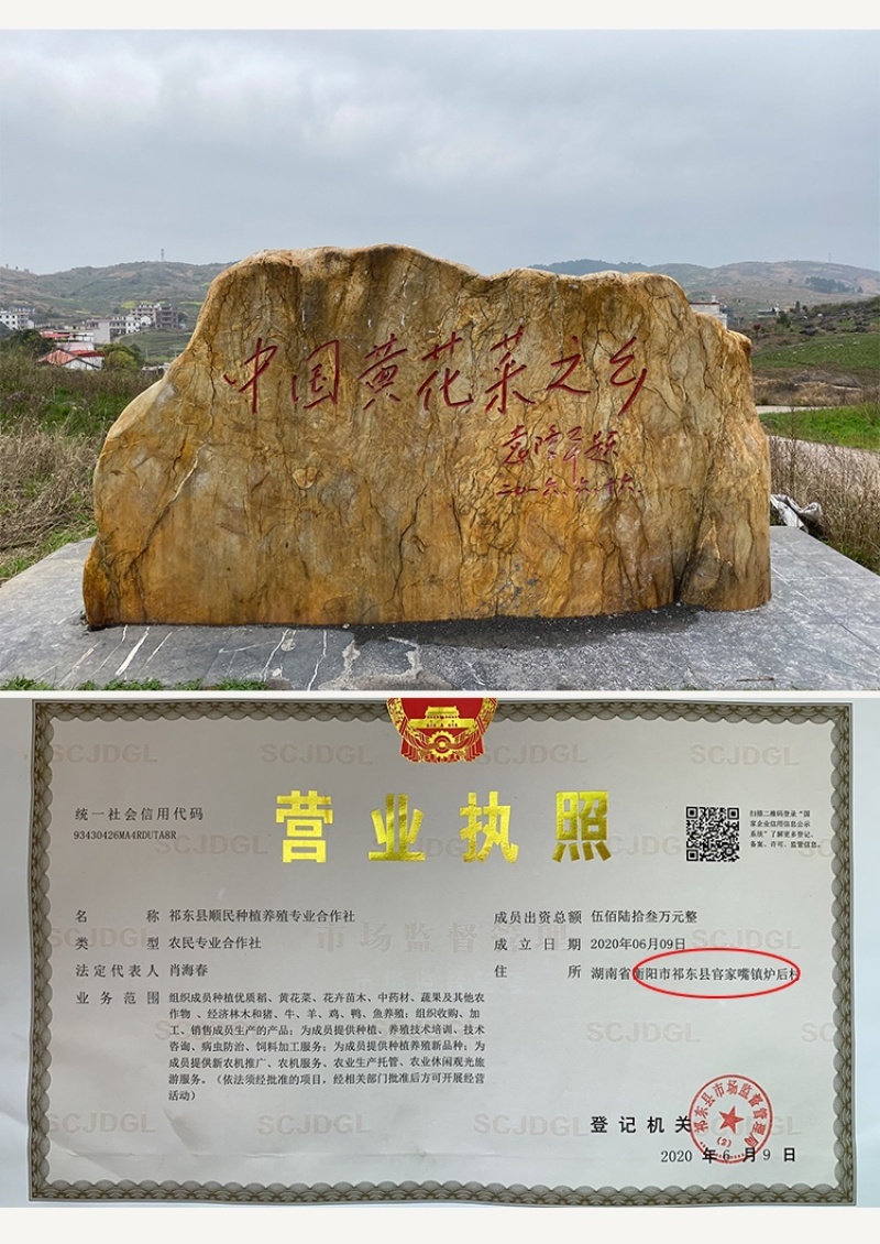 黄花菜种苗祁东黄花菜苗金针菜苗四季种植根大粗漓易成活