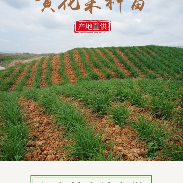黄花菜种苗祁东黄花菜苗金针菜苗四季种植根大粗漓易成活