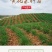黄花菜种苗祁东黄花菜苗金针菜苗四季种植根大粗漓易成活