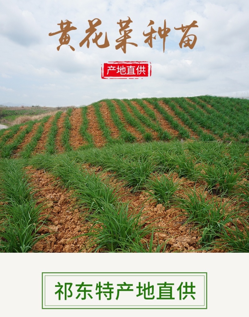黄花菜种苗祁东黄花菜苗金针菜苗四季种植根大粗漓易成活