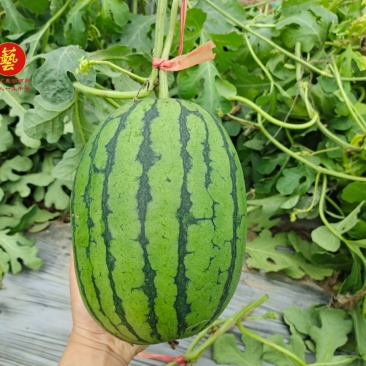 豫艺种业袖珍红宝二号西瓜种子小吊瓜红瓤小西瓜