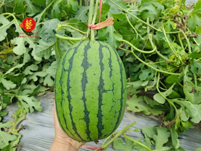 豫艺种业袖珍红宝二号西瓜种子小吊瓜红瓤小西瓜