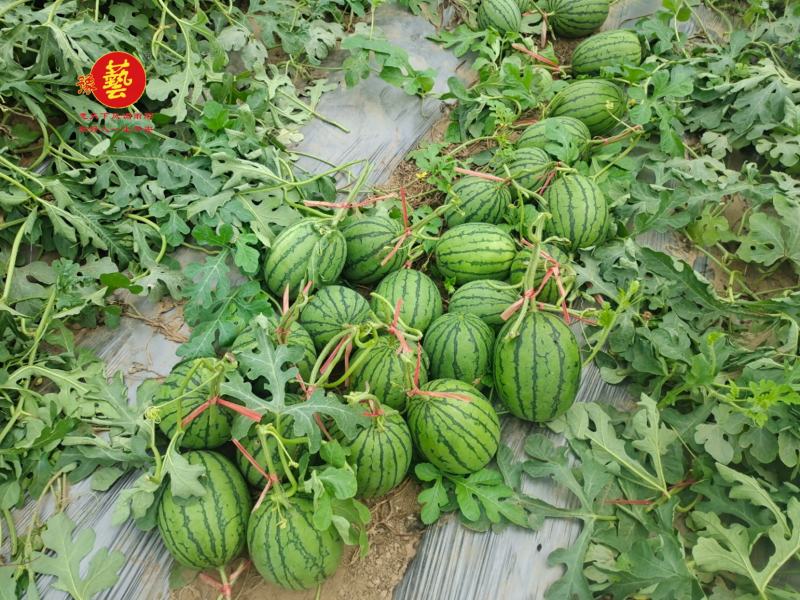 豫艺种业袖珍红宝二号西瓜种子小吊瓜红瓤小西瓜