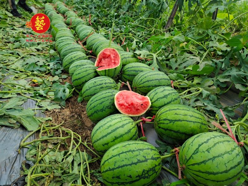 豫艺种业袖珍红宝二号西瓜种子小吊瓜红瓤小西瓜