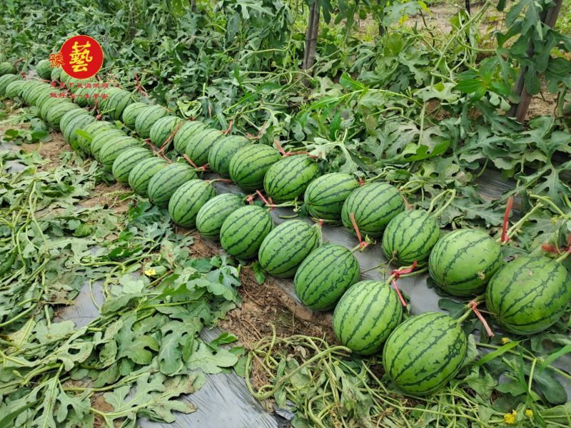 豫艺种业袖珍红宝二号西瓜种子小吊瓜红瓤小西瓜