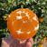 九月红脐橙秭归脐橙果冻橙农户一手货源