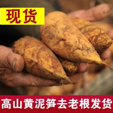 江西新鲜现挖冬笋两头尖野生黄泥拱带壳竹笋去老根楠毛竹笋大