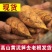 江西新鲜现挖冬笋两头尖野生黄泥拱带壳竹笋去老根楠毛竹笋大
