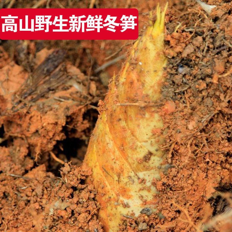 江西新鲜现挖冬笋两头尖野生黄泥拱带壳竹笋去老根楠毛竹笋大