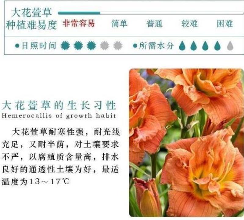 大花萱草种子四季易种庭院阳台种子景观花海