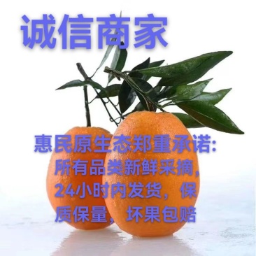 【诚信商家】纽荷尔脐橙长虹脐橙/欢迎来我家采购甜橙子