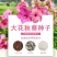 大花秋葵种子美芙蓉种子草芙蓉种子四季易种庭院阳台种子