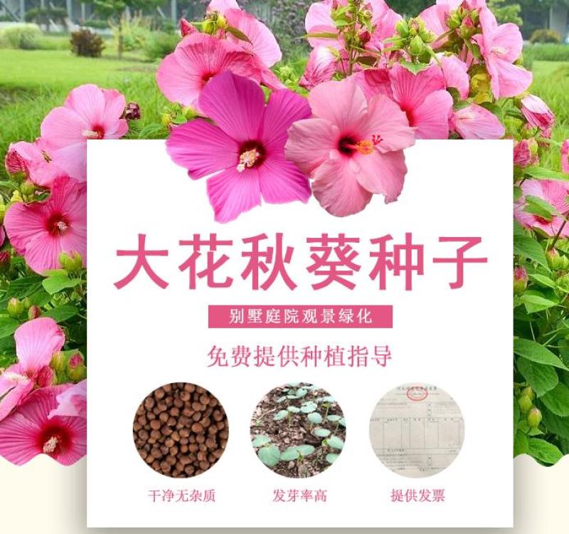 大花秋葵种子美芙蓉种子草芙蓉种子四季易种庭院阳台种子