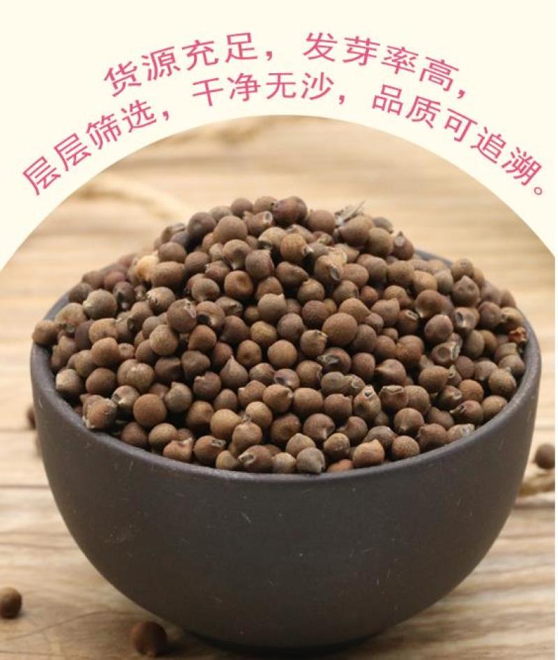 大花秋葵种子美芙蓉种子草芙蓉种子四季易种庭院阳台种子