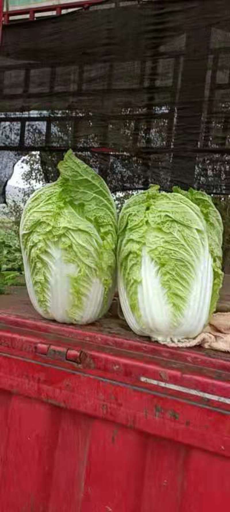 优质黄心秋宝大白菜