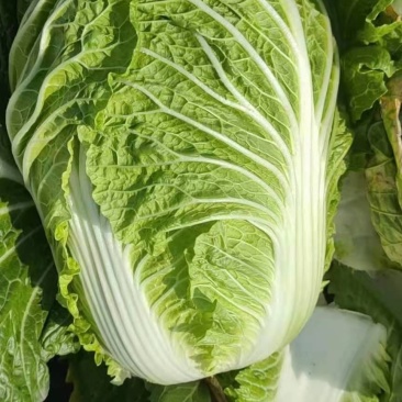 优质黄心秋宝大白菜