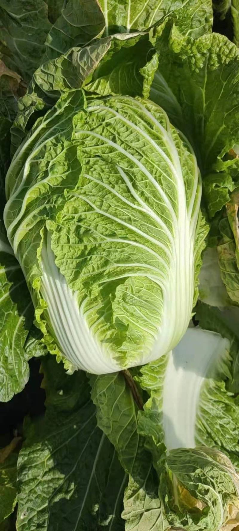 优质黄心秋宝大白菜