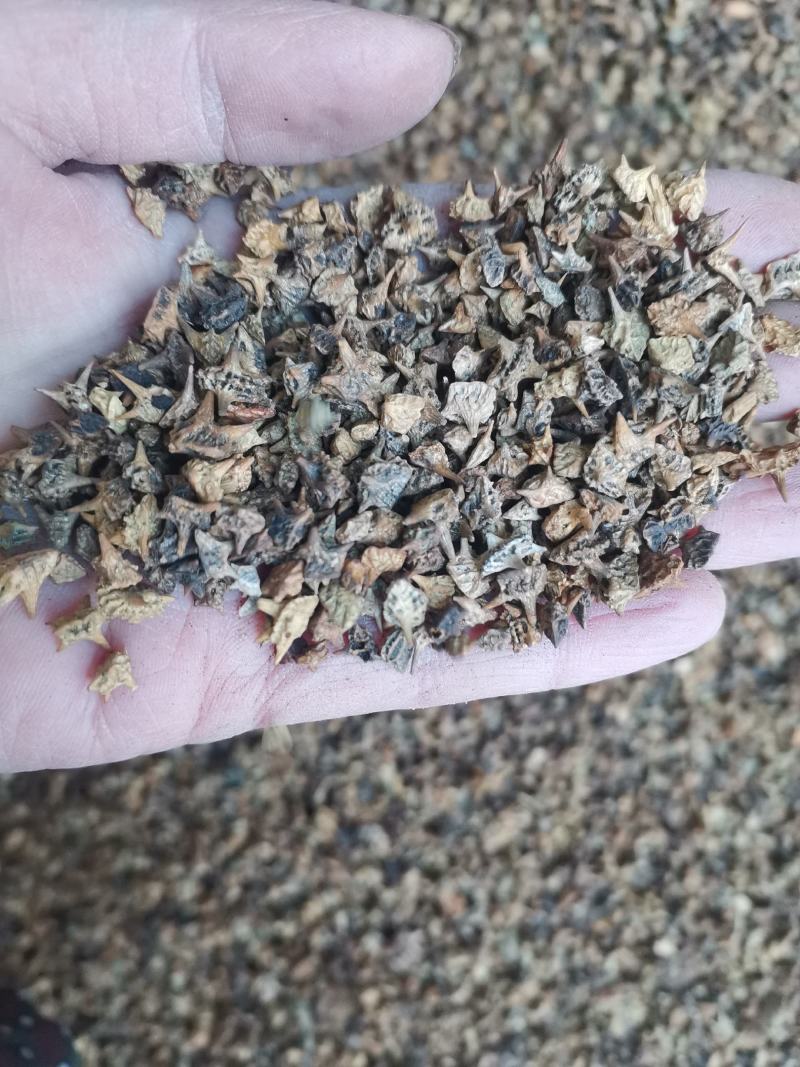 【诺一药材】炒蒺藜精品药材1公斤起售