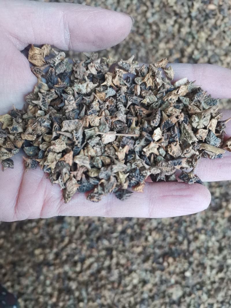 【诺一药材】炒蒺藜精品药材1公斤起售