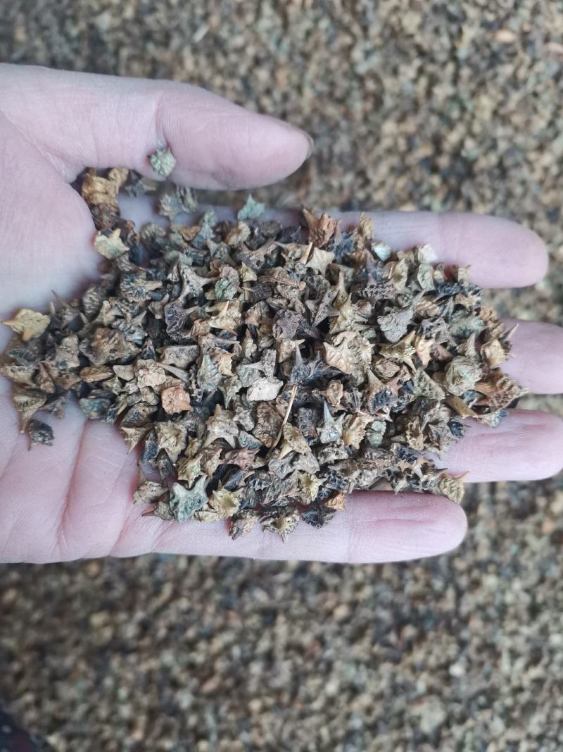 【诺一药材】炒蒺藜精品药材1公斤起售