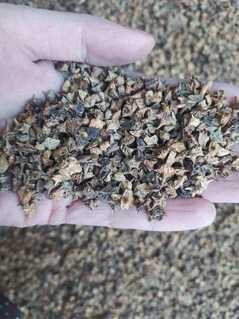 【诺一药材】炒蒺藜精品药材1公斤起售