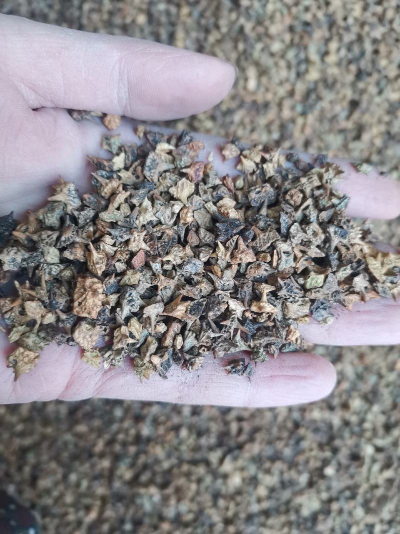 【诺一药材】炒蒺藜精品药材1公斤起售