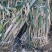 1热8卖3中3日4本8钢6葱2产5地1山1西