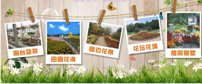 野花组合种子户外耐寒花种子四季开花路边室外庭院多年生