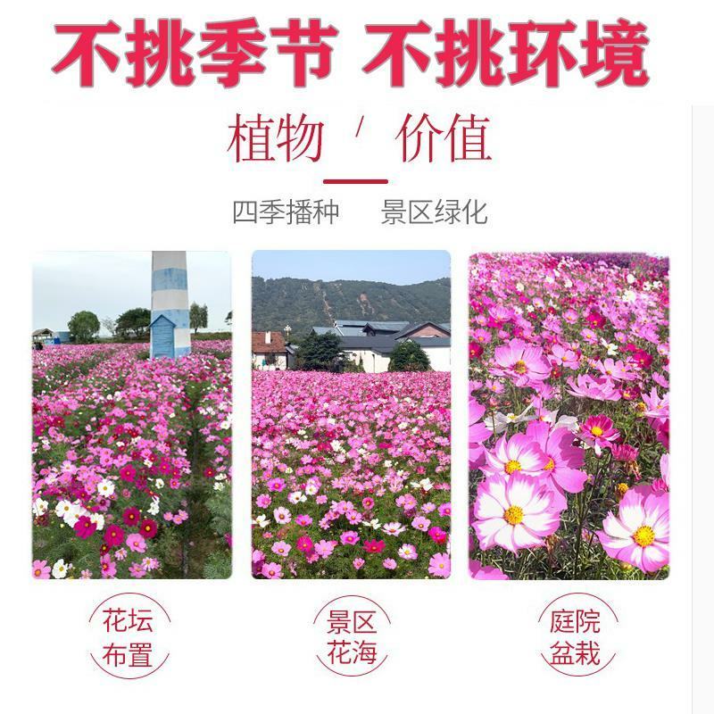野花组合种子户外耐寒花种子四季开花路边室外庭院多年生