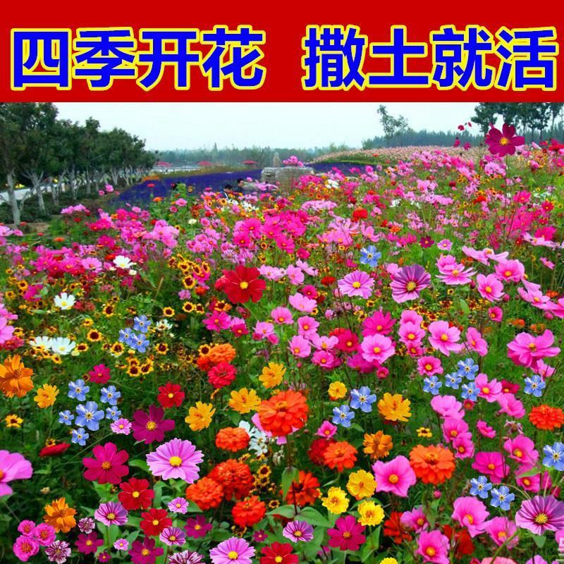 野花组合种子户外耐寒花种子四季开花路边室外庭院多年生