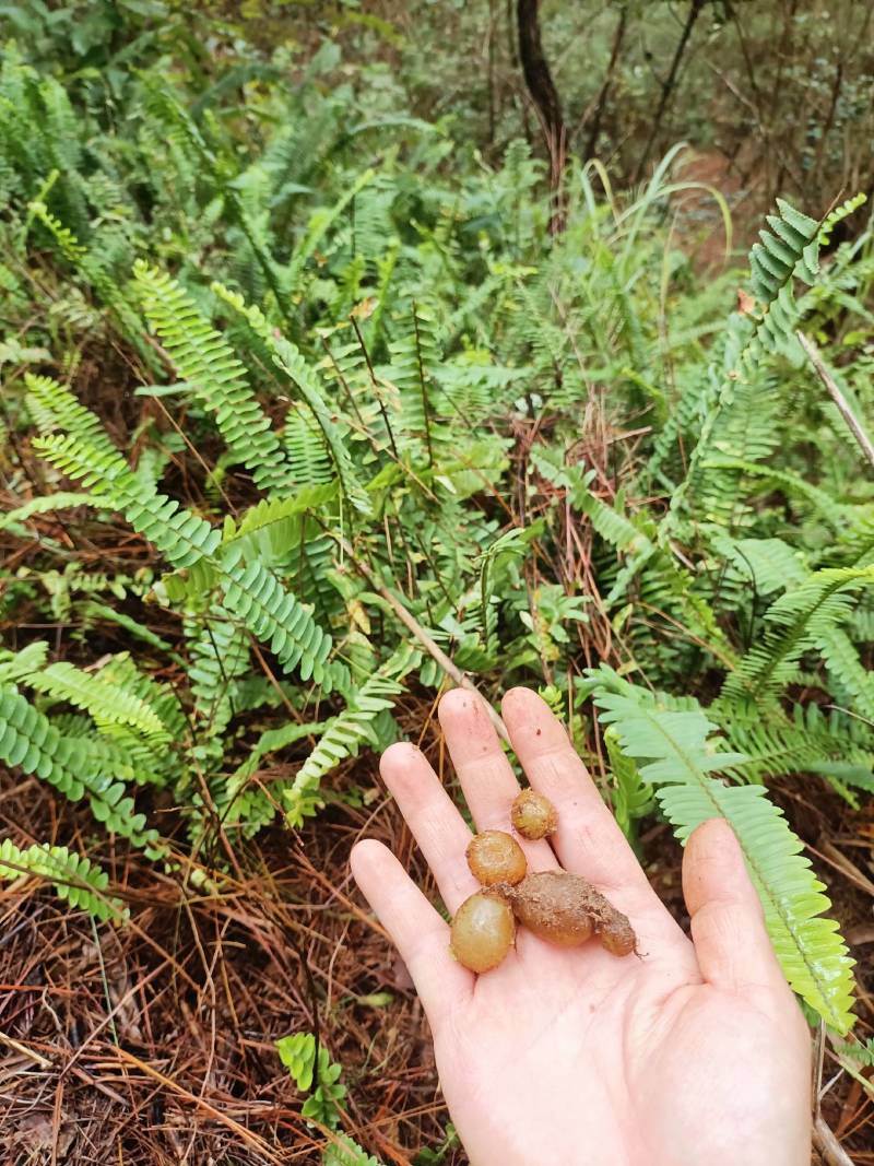 云南文山文石黄皮凤凰蛋一首货源欢迎选购包邮