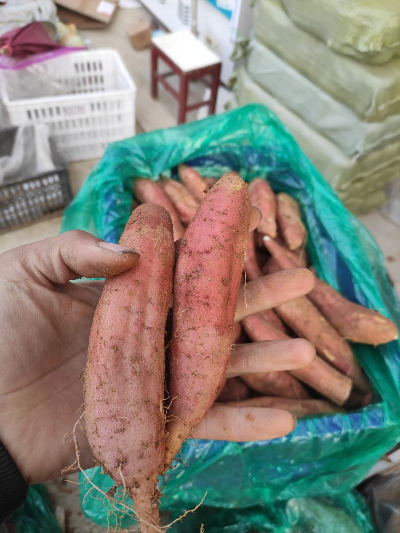 哈密红薯哈密地瓜哈密番薯白心地瓜冰糖心