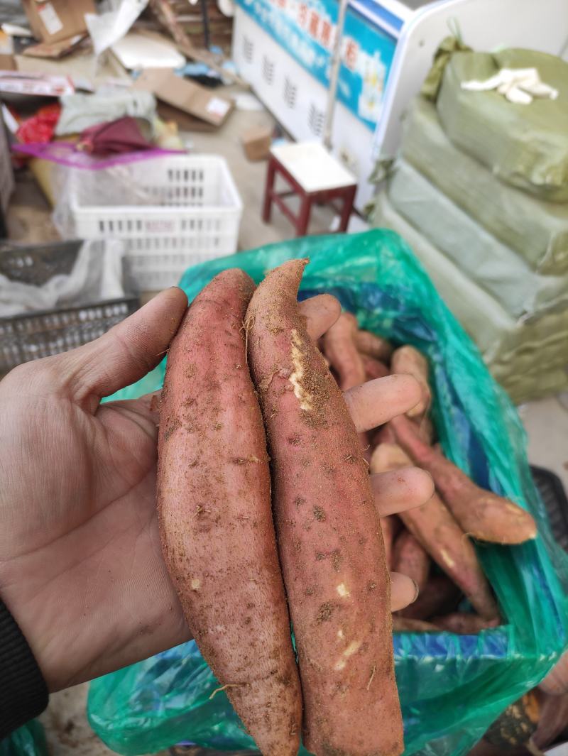哈密红薯哈密地瓜哈密番薯白心地瓜冰糖心