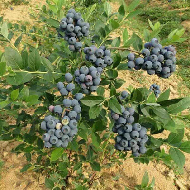 蓝莓苗奥尼尔塞拉蓝丰红果包成活包挂果基地直销