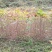 漆树苗小木漆大木漆