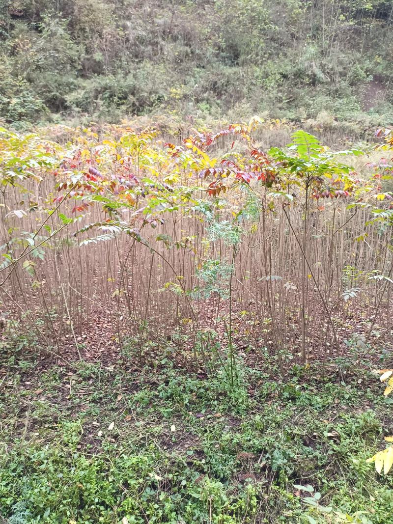漆树苗小木漆大木漆