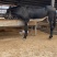 优质德州驴苗种驴批发零售都可以提供养殖技术服务