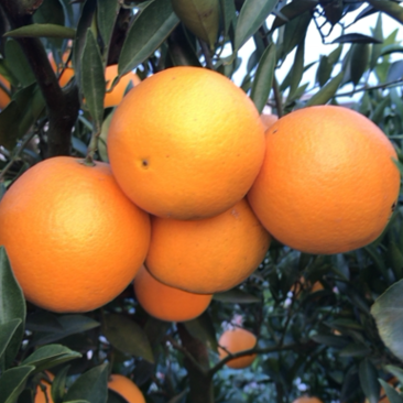 四川脐橙产地一手货源，对接批发商/电商量大从优