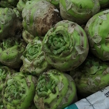【推荐】汝州市芥菜从十月份以后大量上市货源充足