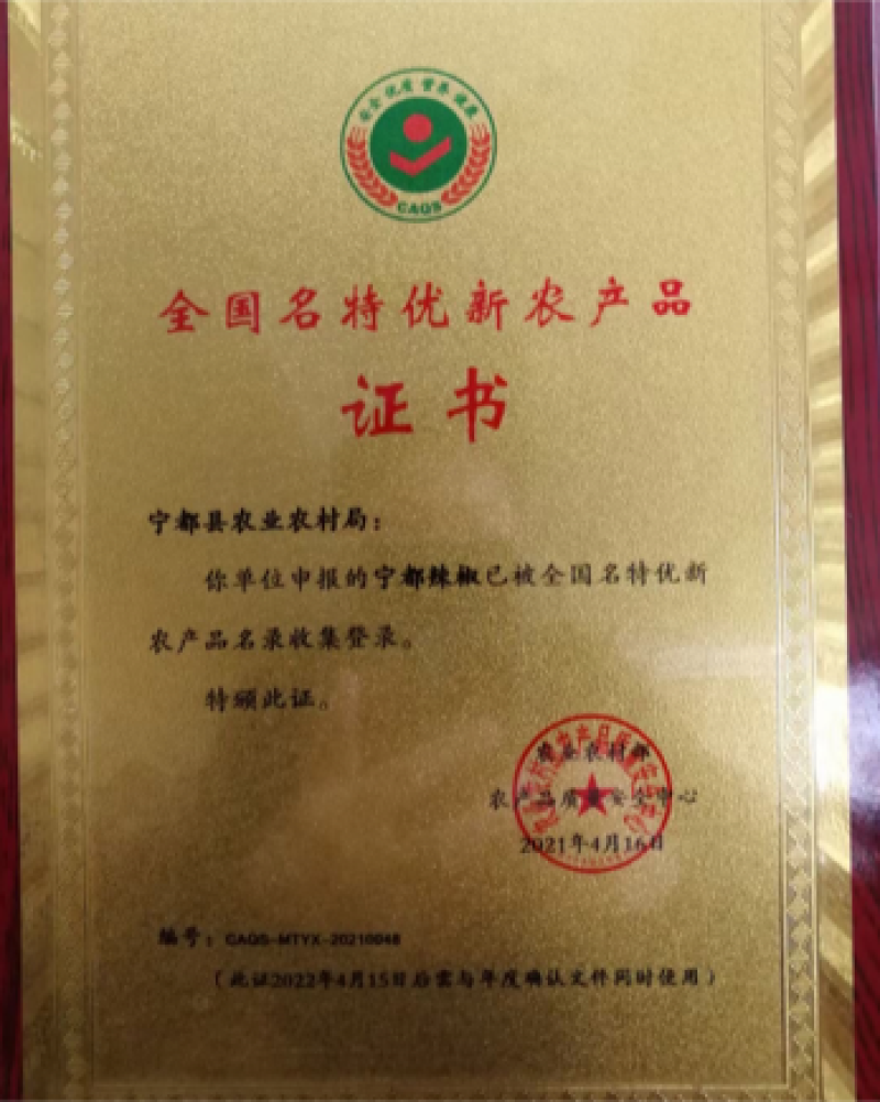宁都黄瓜，青皮黄瓜大量上市