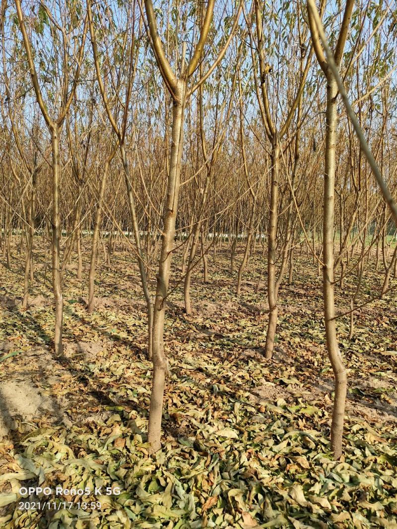 鑫源苗木基地直销中桃8号，果质硬离核，全红。