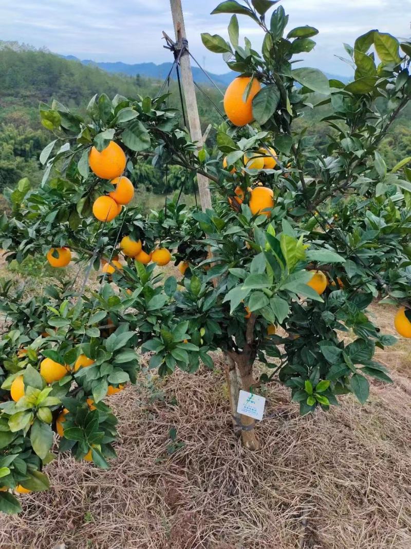 江西赣南脐橙一件代发顺丰包邮全国发货欢迎下单品尝