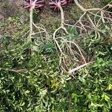 杨梅树