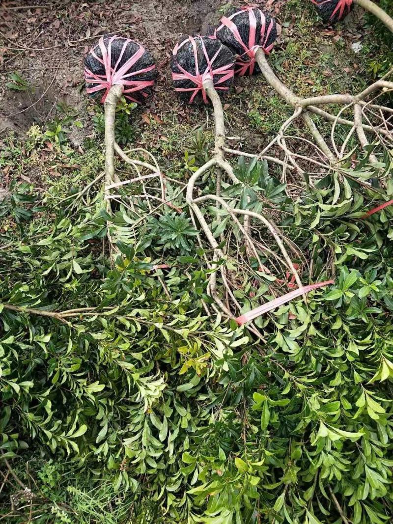 杨梅树
