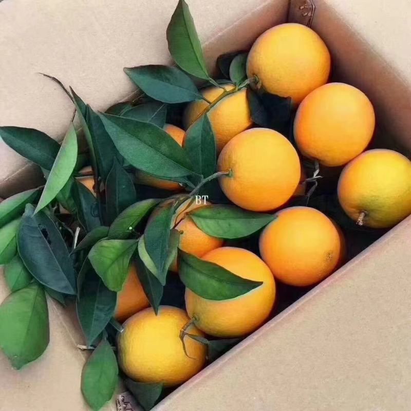 【精品】赣南脐橙大量上市皮薄汁甜量大从优欢迎采购