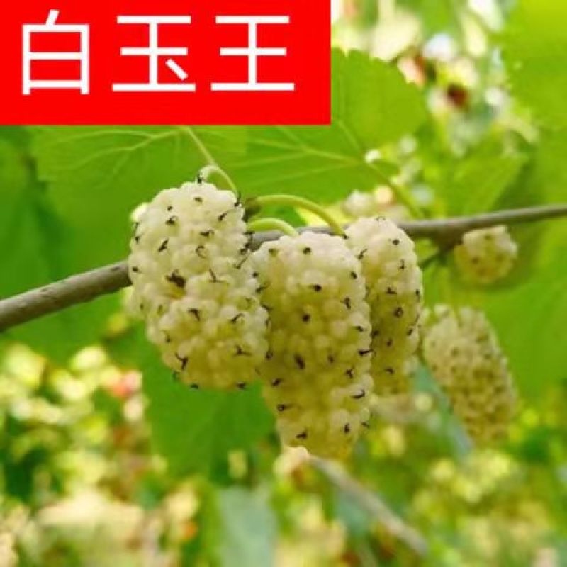 桑树苗无籽大果桑台湾长果桑四季果桑包成活提供技术